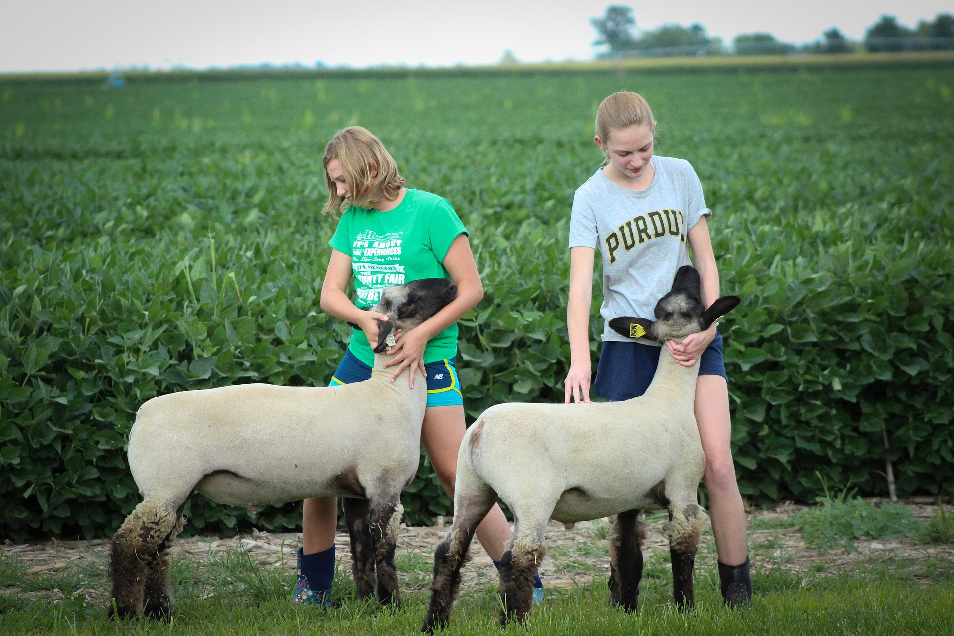 Elkhart County 4-H Fairgrounds Expansion Underway