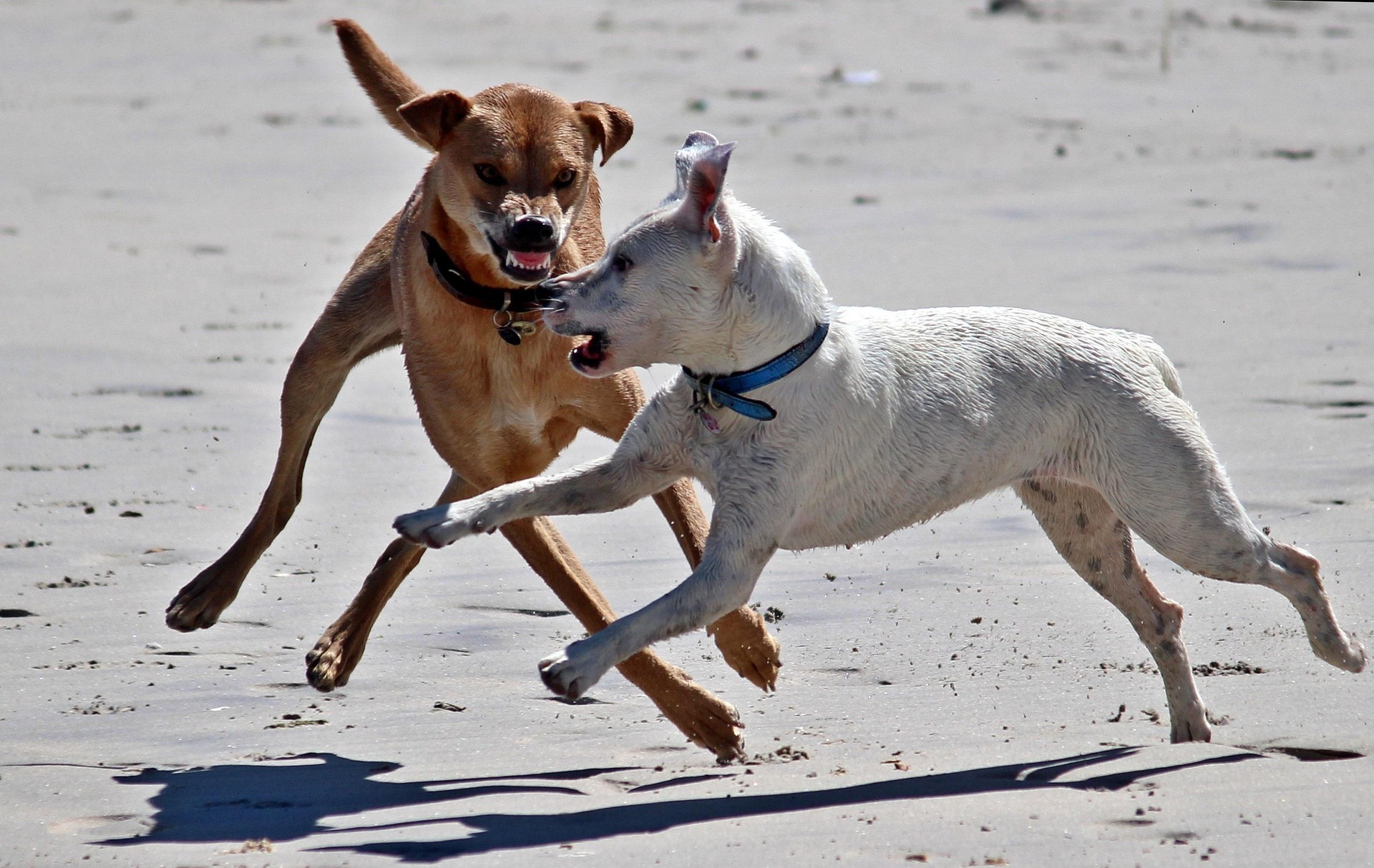 Scipio Township Woman Faces Charges Following Dog Attack