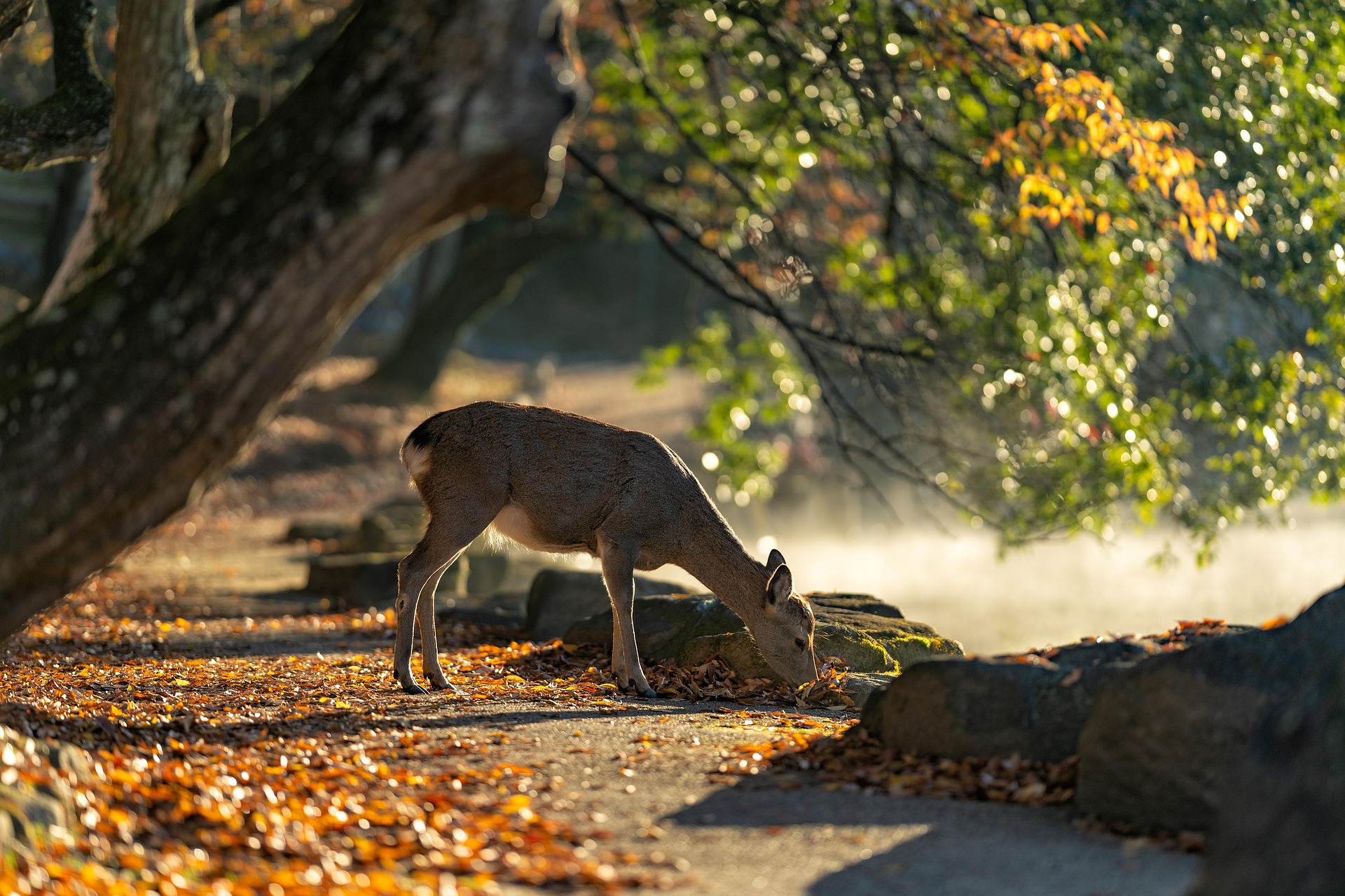 Michigan Hunters Prepare For Deer Disease Concerns Ahead Of Archery Season