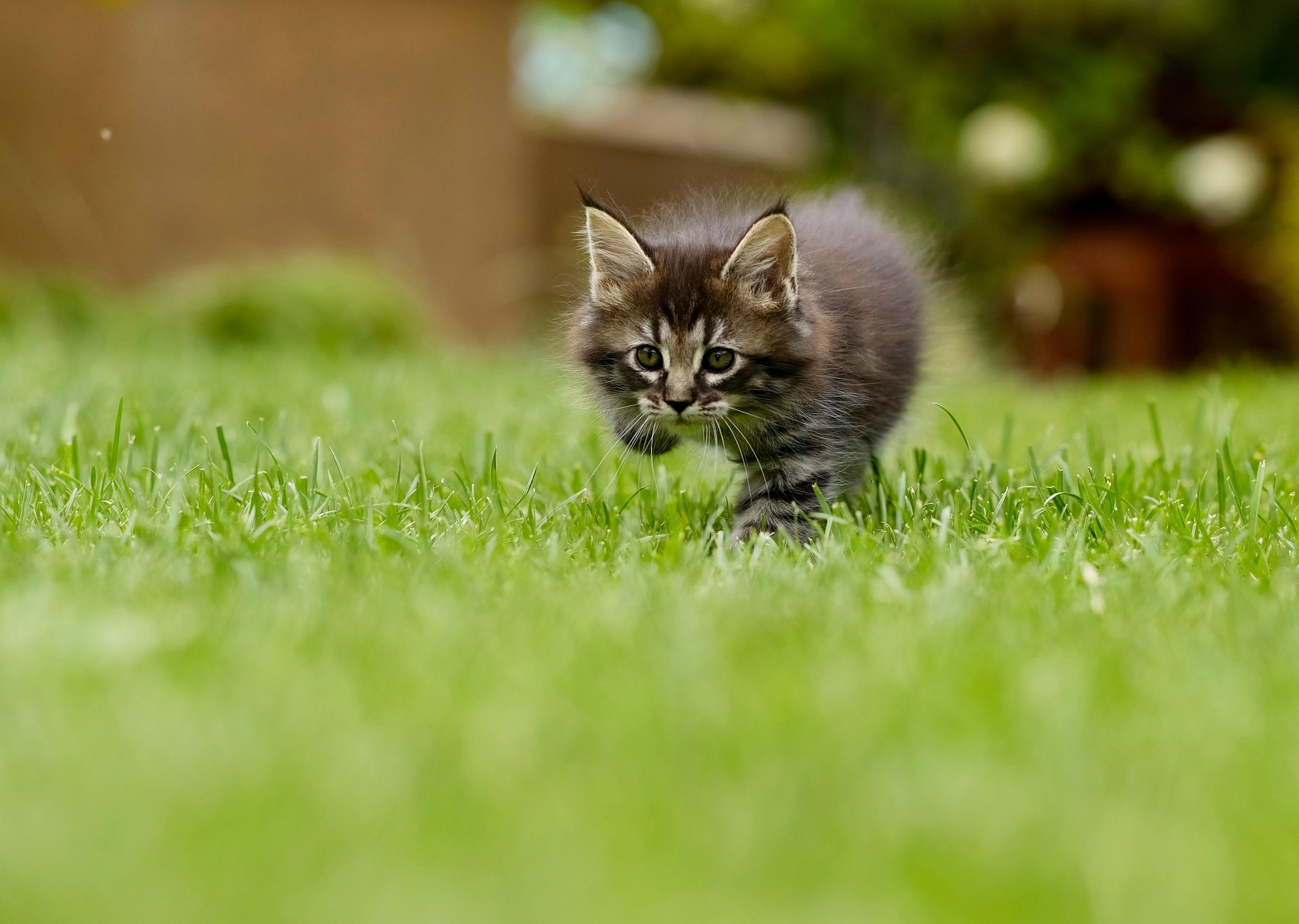 Fort Wayne Animal Care And Control Offers Four-Dollar Cat Adoptions