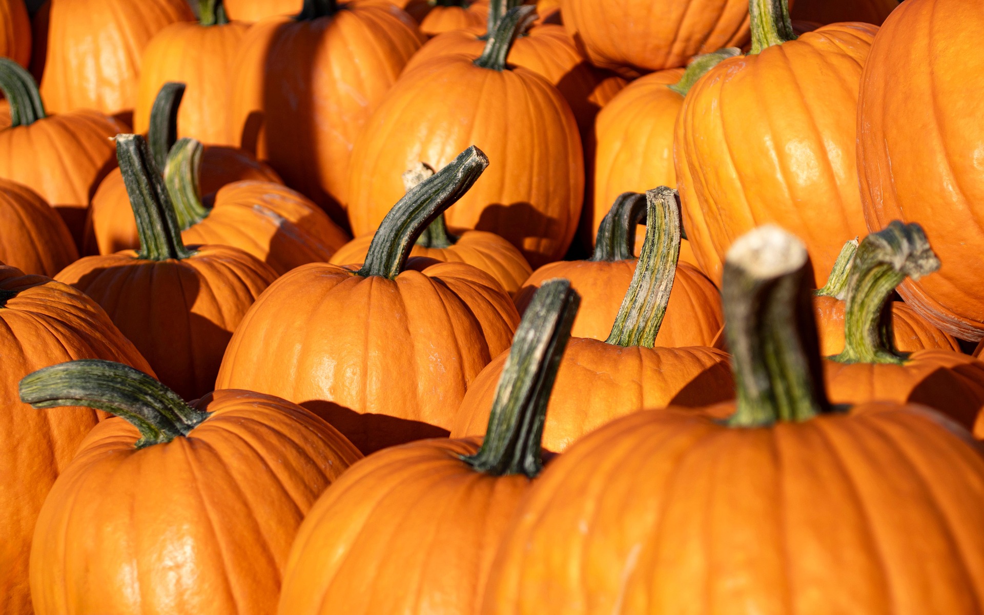 Pokagon State Park Announces Halloween Happenings Weekend