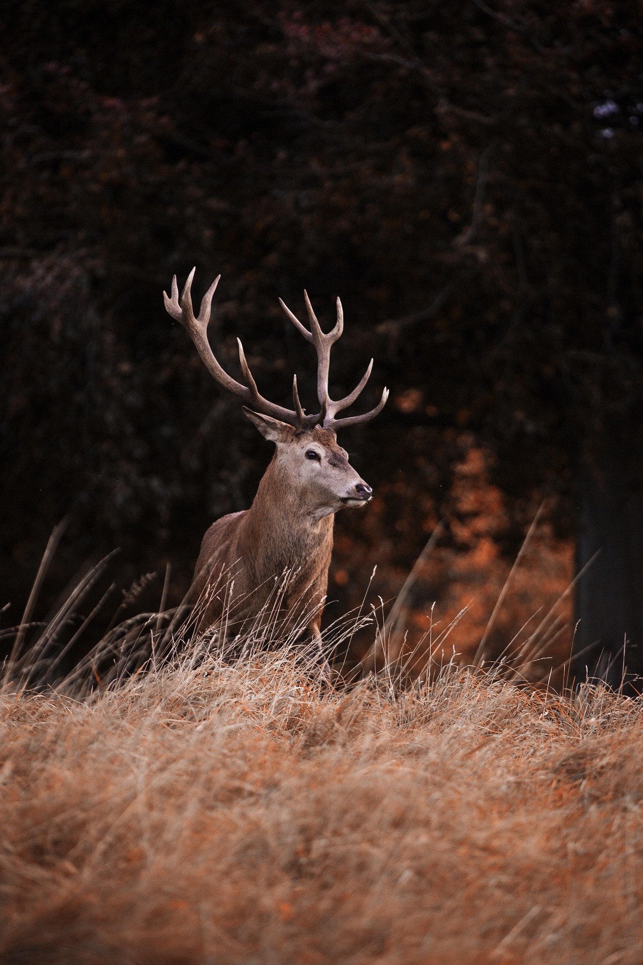 Chronic Wasting Disease Detected In Hillsdale County Deer